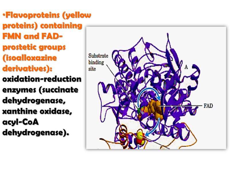 Flavoproteins (yellow proteins) containing FMN and FAD-prostetic groups (isoalloxazine derivatives): oxidation-reduction enzymes (succinate dehydrogenase,